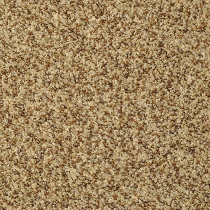 STAINMASTER Signature Documentary Tuscany Textured Carpet Sample (Interior)