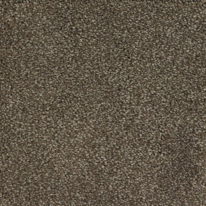STAINMASTER Signature Briar Patch Kinston Textured Carpet Sample (Interior)