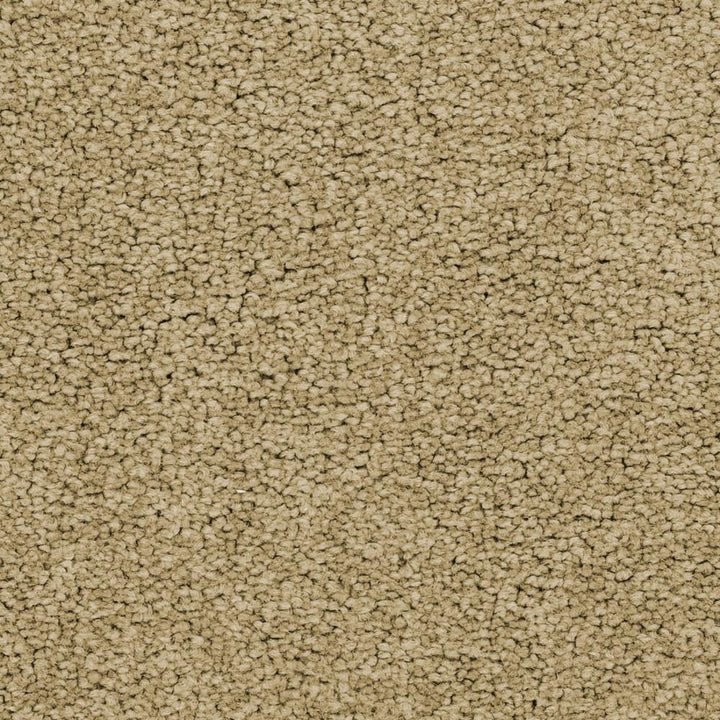 STAINMASTER Active Family Signature Colony Textured Carpet Sample (Exterior)