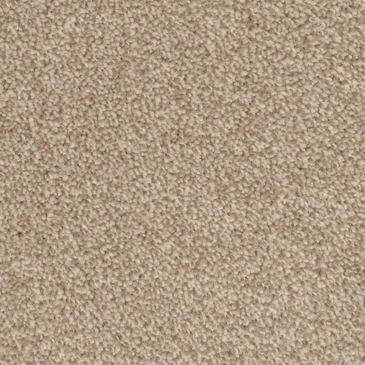 STAINMASTER Signature Shafer Valley Reverse Textured Carpet Sample (Interior)