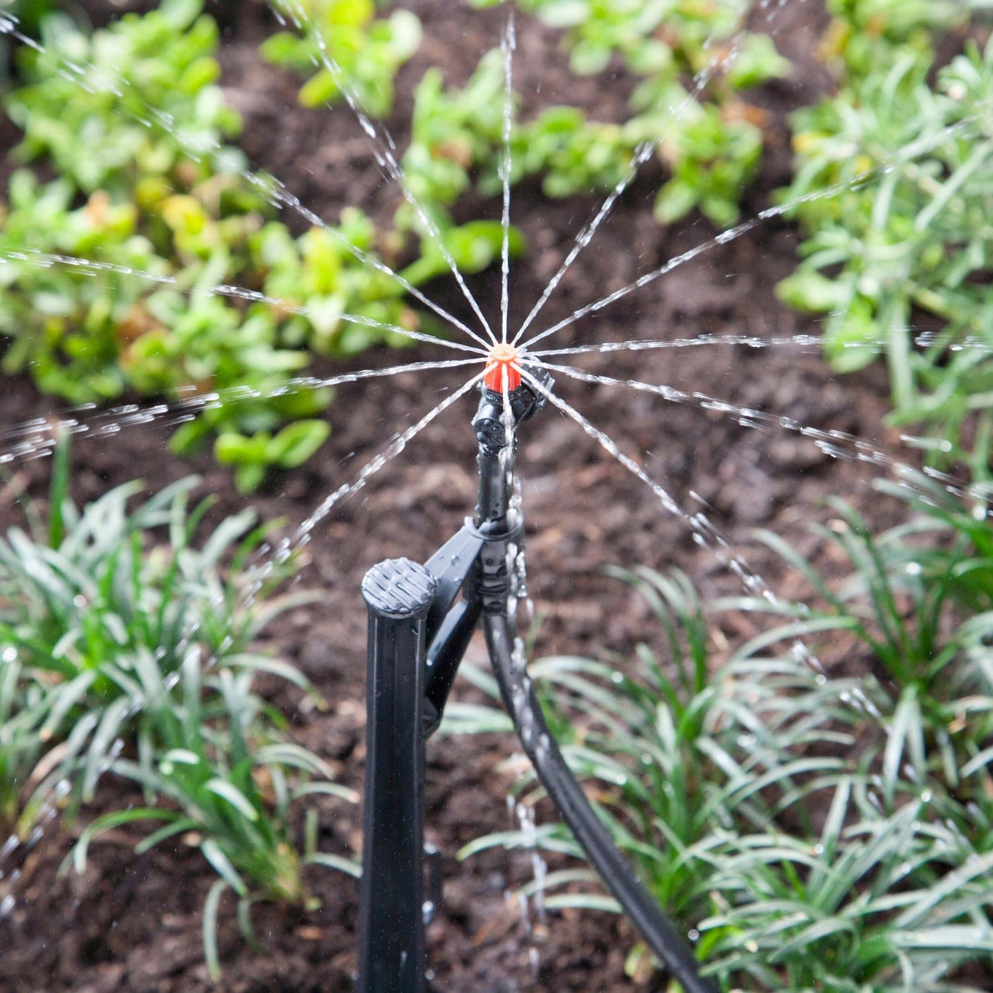 Raindrip Adjustable Flow Micro Sprinkler on 13 in. Stake for 1/4 in. Tubing, 1 Pack