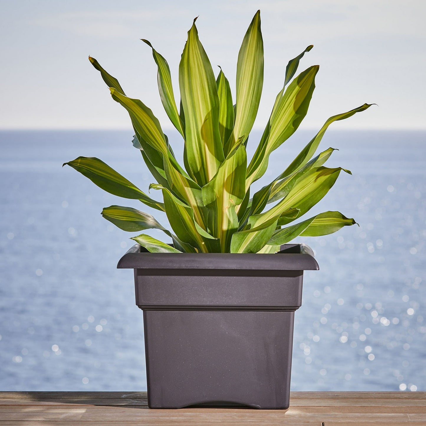 Bloem Veranda Deck Box Planter Square 14" Black