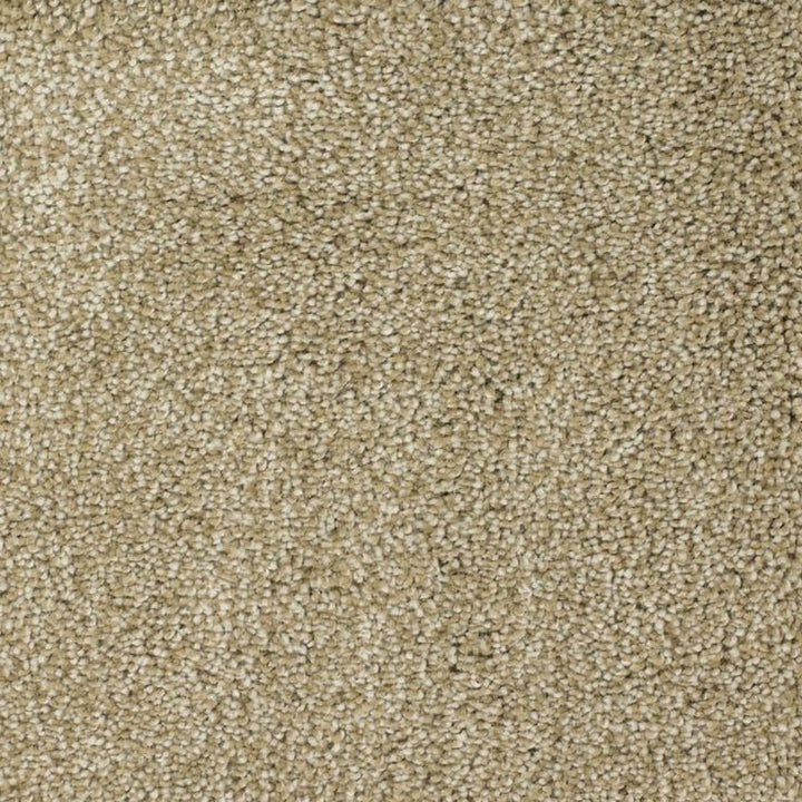 STAINMASTER Signature Pleasant Point Weathered Textured Carpet Sample (Interior)