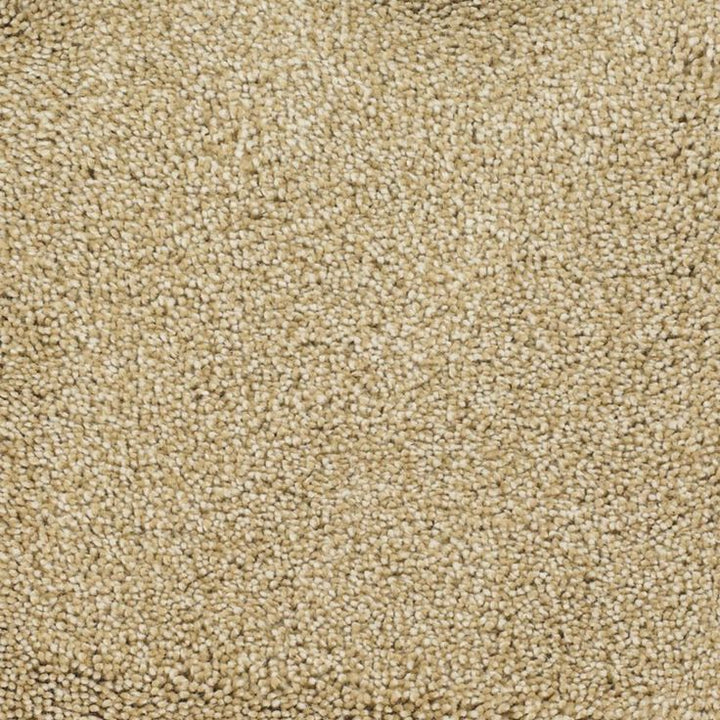 STAINMASTER Signature Pleasant Point Horseshoe Textured Carpet Sample (Interior)