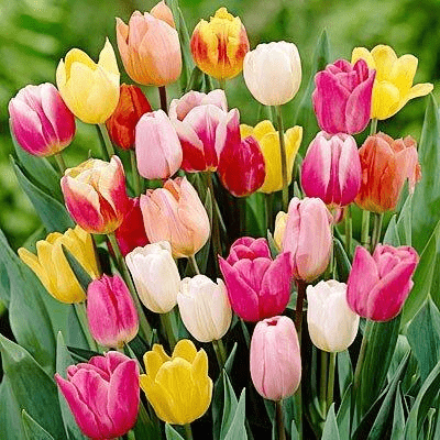Daylily Nursery - Super Arbor