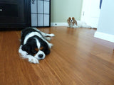 CALI Fossilized Mocha Bamboo 5-in W x 9/16-in T x 72-in Smooth/Traditional Solid Hardwood Flooring (19.91-sq ft / Carton)