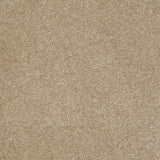STAINMASTER PetProtect Baxter I Boxer Textured Carpet (Indoor)