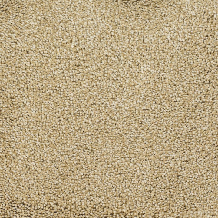 STAINMASTER Signature Pleasant Point Horseshoe Textured Carpet Sample (Interior) — 8-in x 8-in
