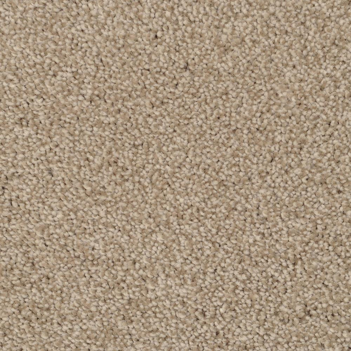 STAINMASTER Signature Briar Patch Zumba Textured Carpet Sample (Interior)