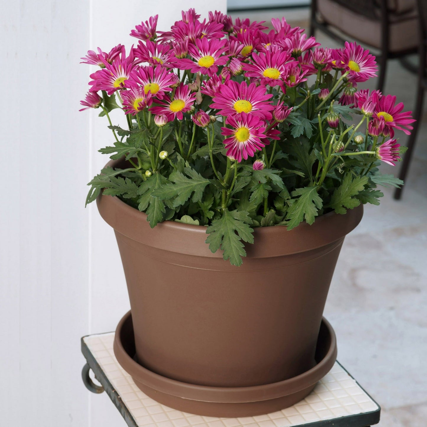 Bloem Terra Pot Planter 6" Chocolate