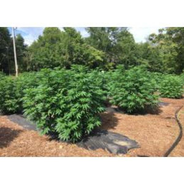 8 Oz. Microbial Root Probiotic/Soil Amendment