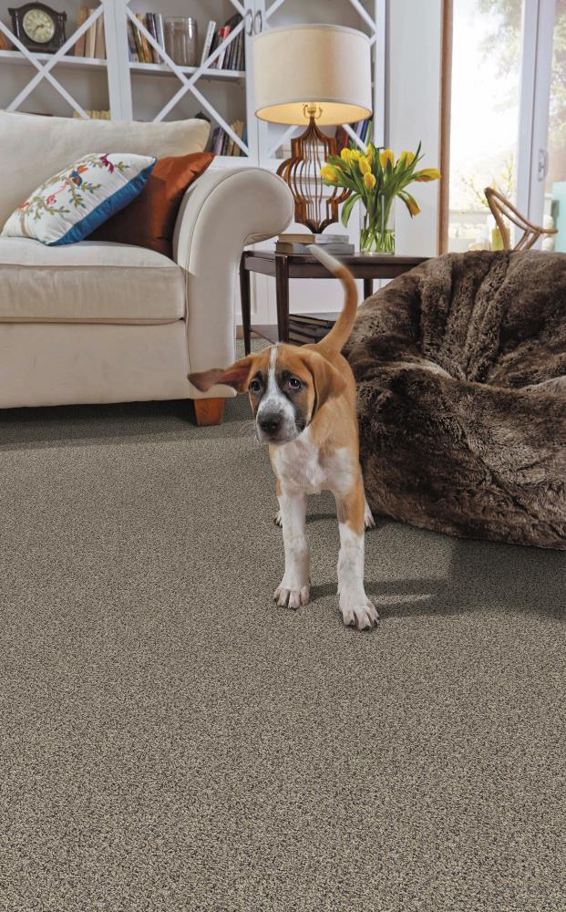 STAINMASTER PetProtect Concord Mystical Charm Textured Indoor Carpet, 12-ft Roll Width, 42-oz Nylon