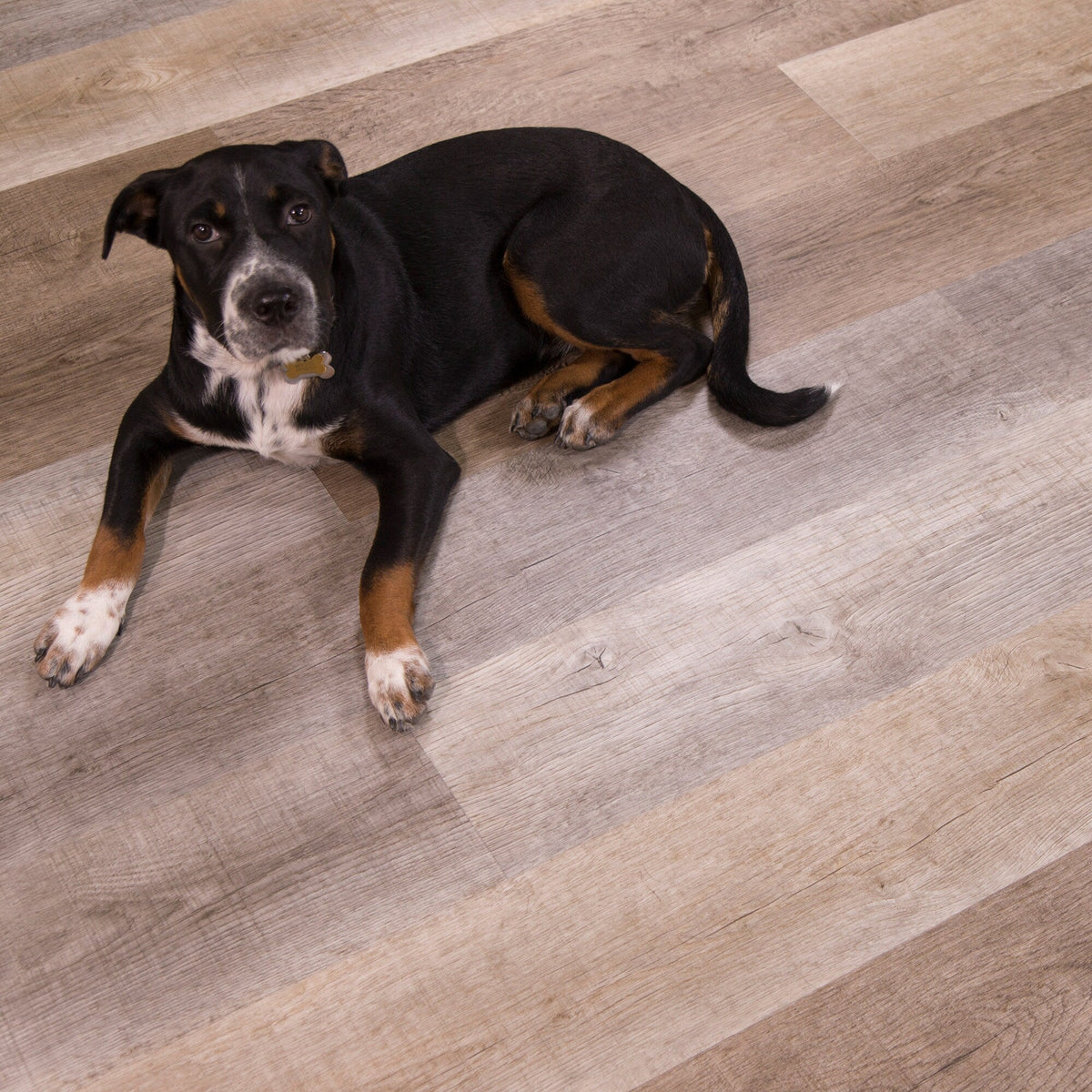 CALI (Sample) Vinyl Pro Classic Nantucket Harbor Waterproof 20‑mil Luxury Vinyl Plank