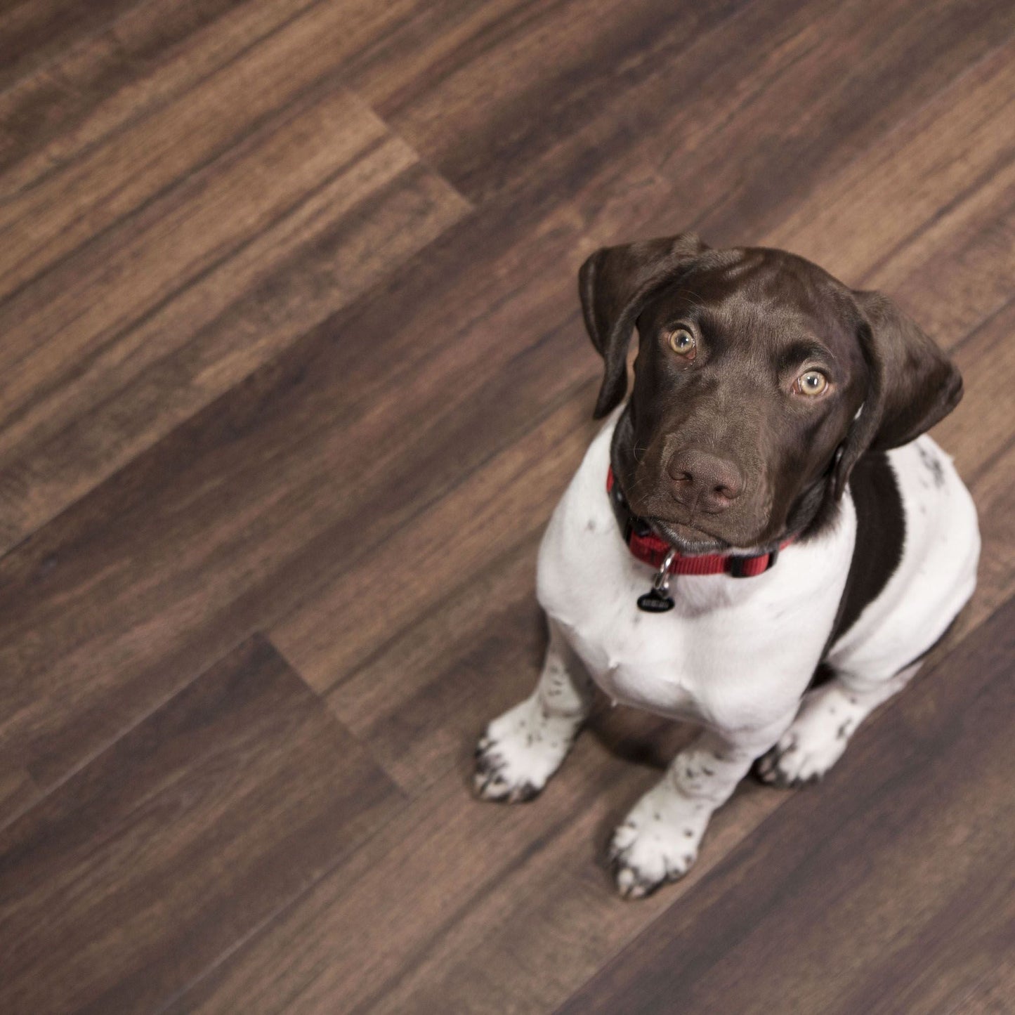 CALI Vinyl Pro Classic Hickory Brook 7-in W x 48-in L x 5.5-mm Waterproof Interlocking Luxury Vinyl Plank Flooring (23.77-sq ft/carton)