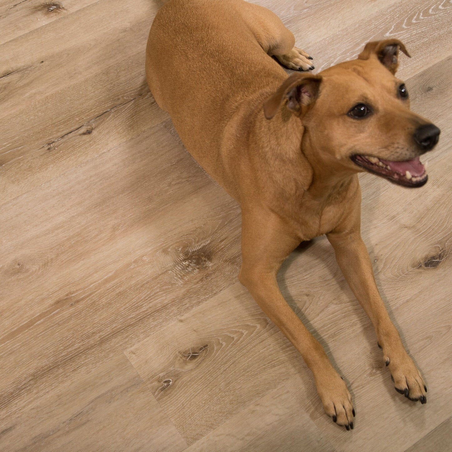 CALI Vinyl Pro Classic Aged Hickory 7-in W x 48-in L x 5.5-mm Waterproof Interlocking Luxury Vinyl Plank Flooring, 20-mil Wear Layer (23.77-sq ft/Carton)