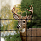 Tenax 164-ft x 7.5-ft Black Plastic Extruded Mesh Rolled Fencing with Mesh Size 2-in x 2-in