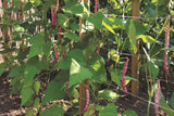 Tenax Hortonova Trellis Net 3.5-ft x 328-ft White Plastic Safety Netting for Multi-purpose Use