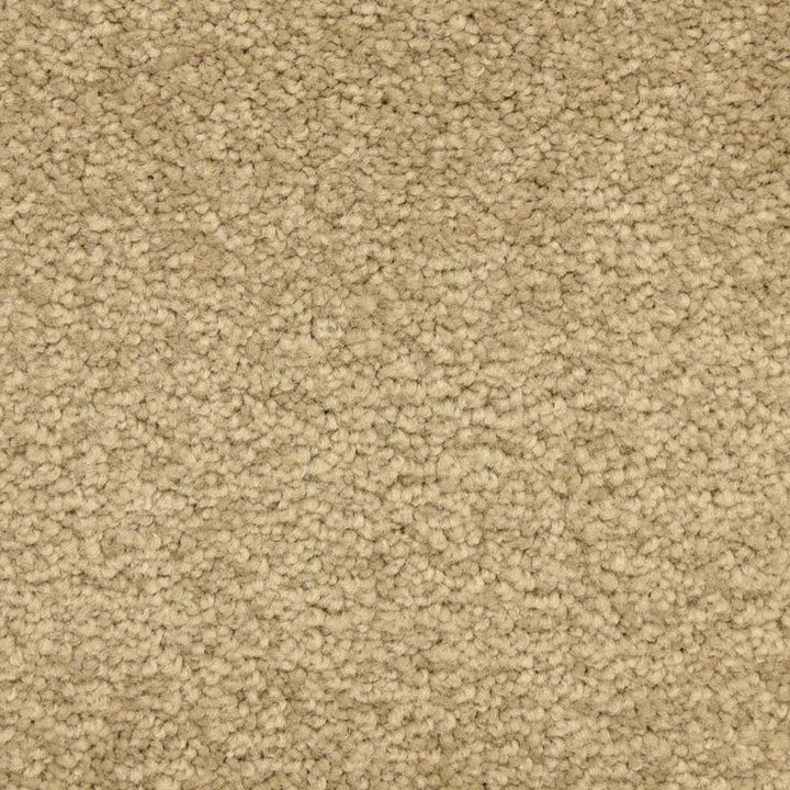 STAINMASTER LiveWell Hush-Hush Hansel Textured Carpet Sample (Interior)