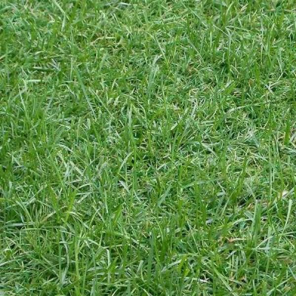EZ Hybrid Turf 6-1/2 x 20 ft. Artificial Grass
