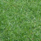EZ Hybrid Turf 6-1/2 x 20 ft. Artificial Grass