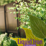 Bonide Garden Rich Liquid Iron Concentrate Plant Food, 32 oz