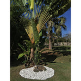 Rain Forest 0.4 cu. ft. 1 in. to 2 in. Caribbean Beach Pebble (30-Pack Pallet) - Super Arbor