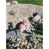 Butler Arts 0.50 cu. ft. 1 in. - 2 in. Unpolished Brown Mexican Beach Pebble Bag (20-Pack / Pallet) - Super Arbor