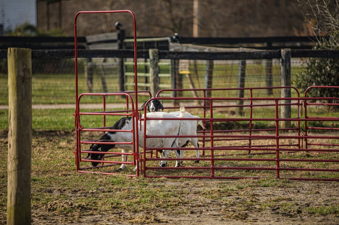 Tarter 6-ft H x 4-ft W Red Powder Coat Steel Corral Flat-top Farm Fence Gate