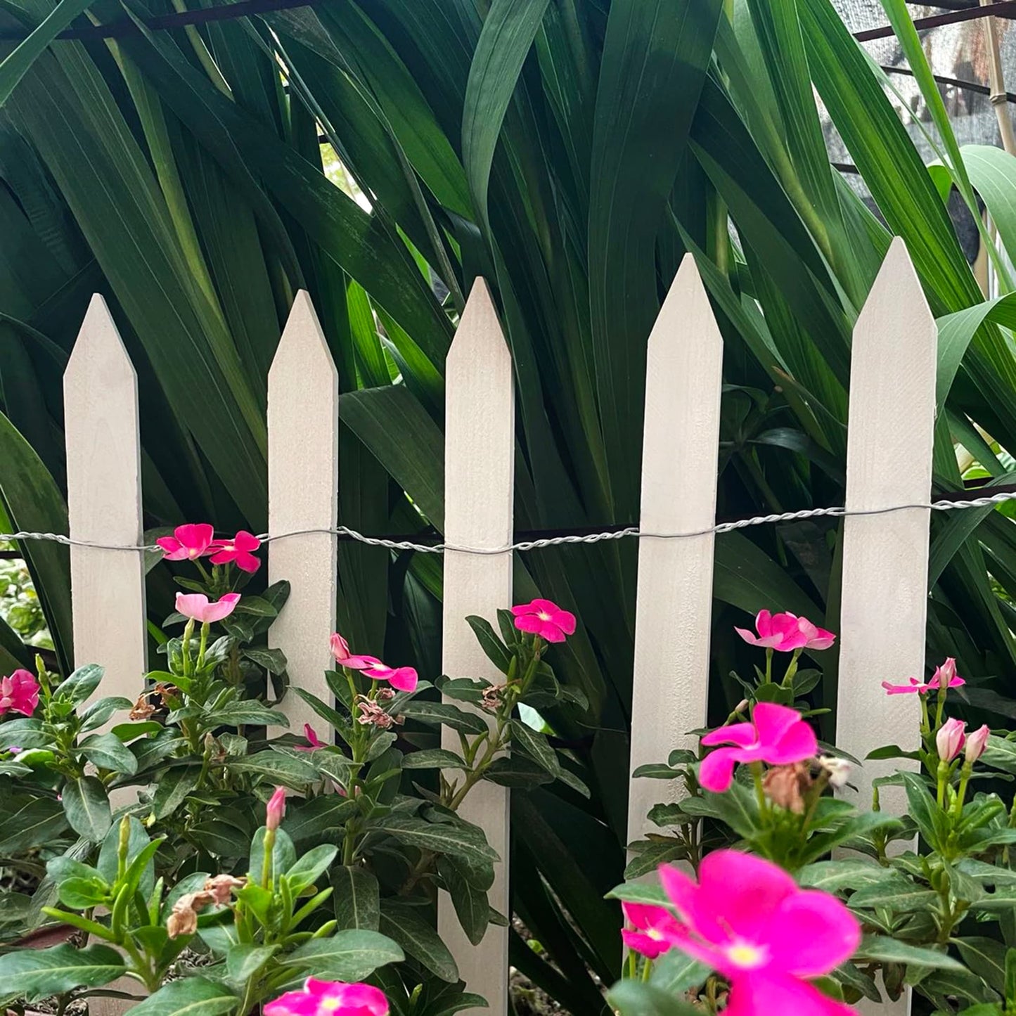 White Cedar Woven Wire Rolled Fencing, 15'x2'
