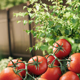 Bonide Tomato & Blossom Set Spray, Ready-to-Use, 8 oz