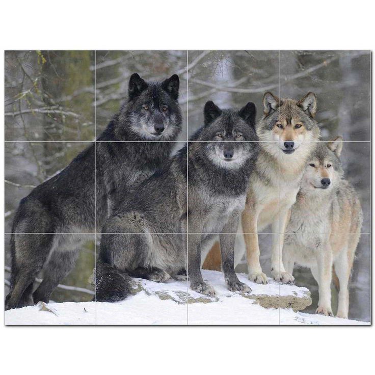 Wolf Wolves Ceramic Tile Mural Kitchen Backsplash Bathroom Shower 403125-S43
