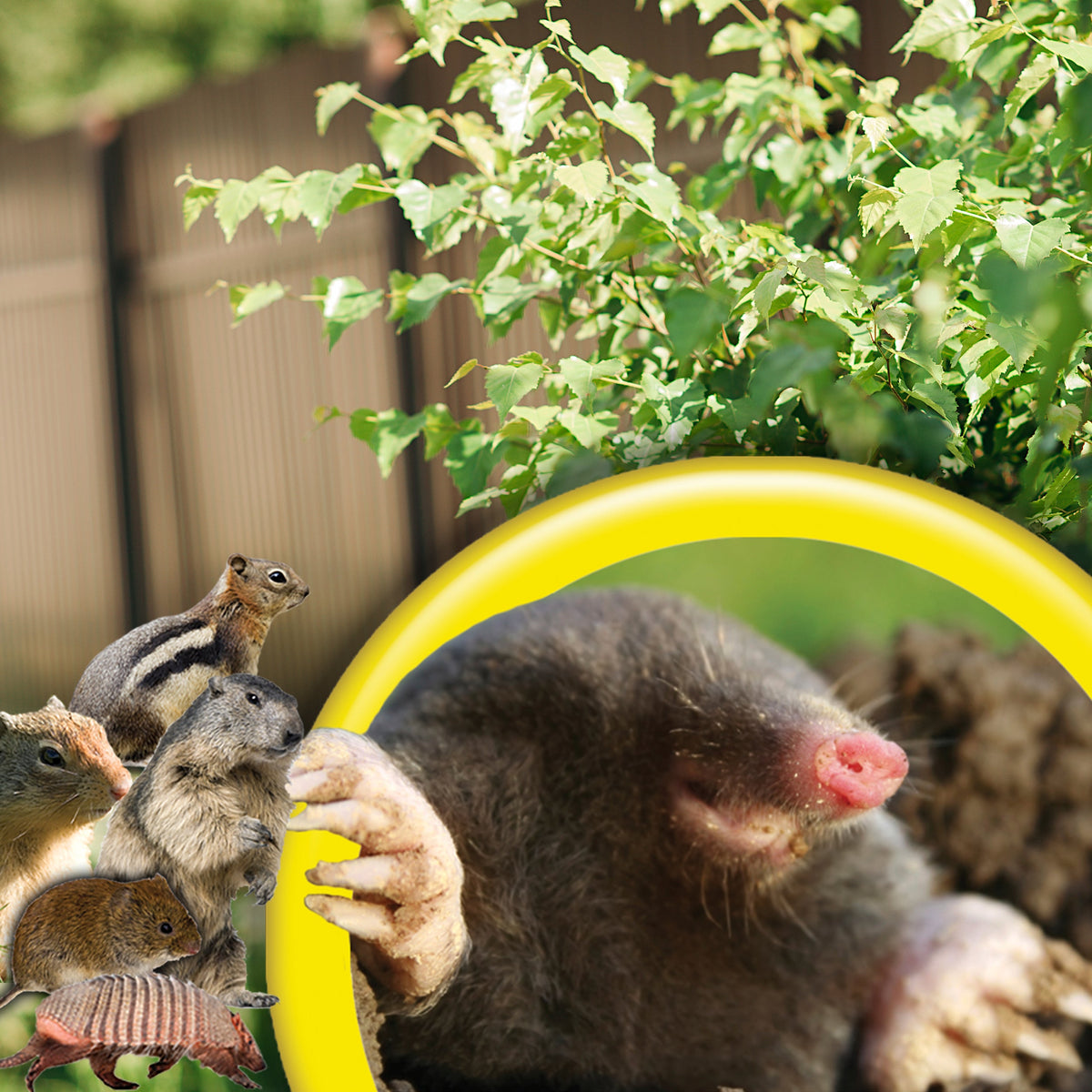 Bonide MoleMax Sonic Stake Animal Repellent for Moles & Gophers, Battery-Operated