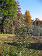 Tenax 100-ft x 7-ft Black Plastic Mesh Rolled Fencing