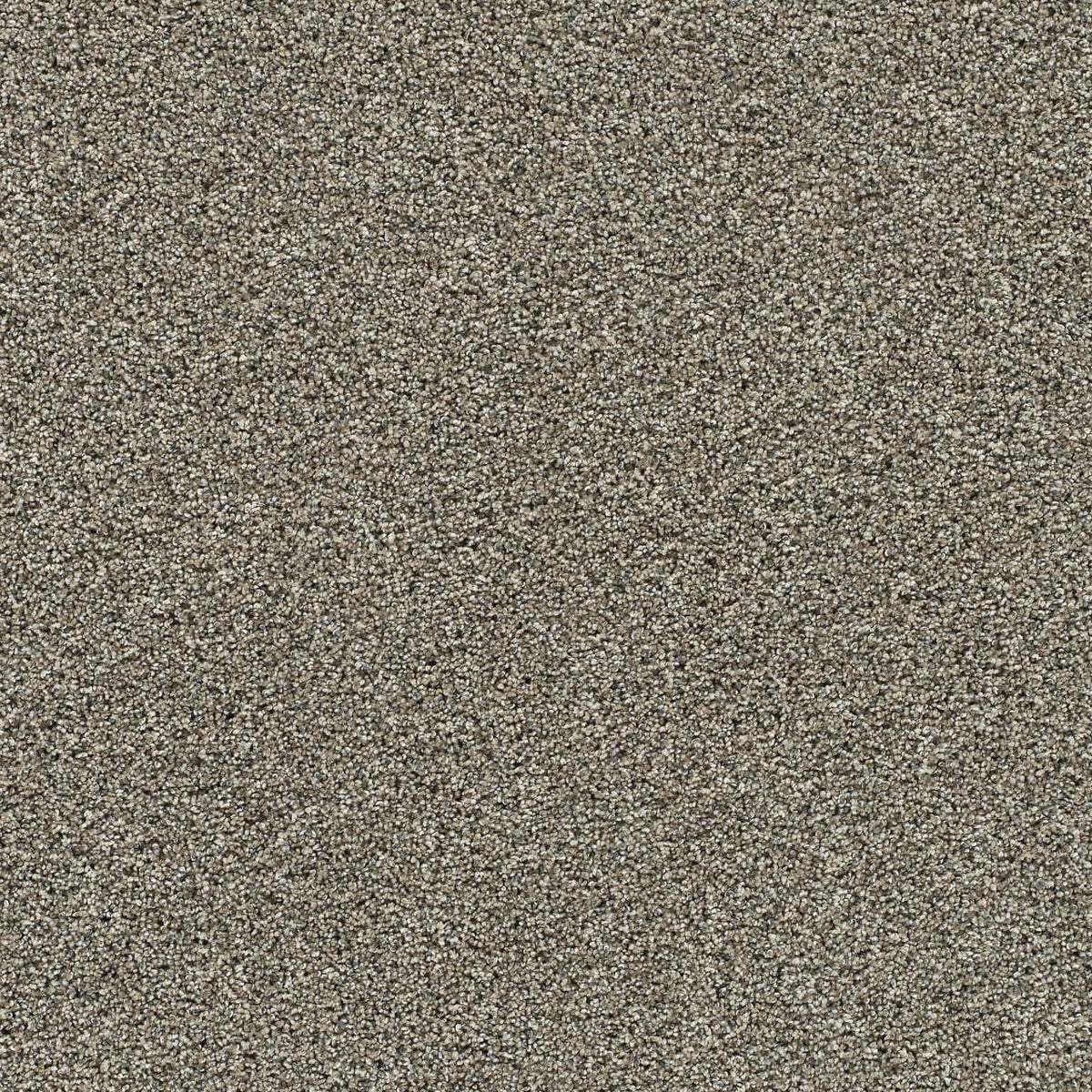 Fur Real III Bernard Tan 65-oz sq yard Solution-dyed polyester Textured Indoor Carpet