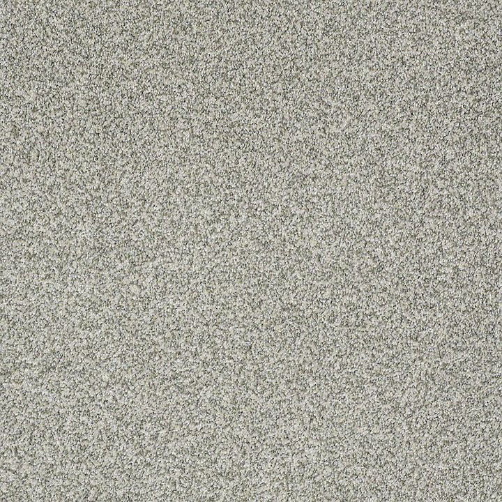 STAINMASTER PetProtect Baxter III Trixie Textured Carpet (Indoor)
