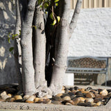 MSI Mixed Polished 0.5 cu. ft . 1 to 2 in. Pebbles. 40 lb. Bag (55 Bags / Pallet)