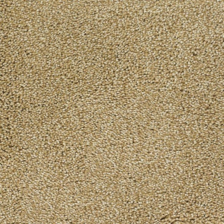 STAINMASTER Signature Briar Patch Chinchilla Textured Carpet (Indoor)
