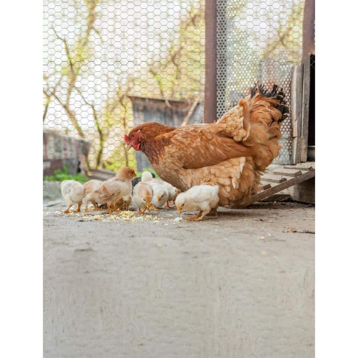 Everbilt 1 in. Mesh 4 ft. x 25 ft. 20-Gauge Galvanized Steel Poultry Netting