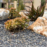 Southwest Boulder & Stone 0.25 cu. ft. 3 in. to 5 in. Mixed Mexican Beach Pebble Smooth Round Rock for Gardens, Landscapes, and Ponds - Super Arbor