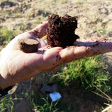 WONDER SOIL Expanding Coco Coir Booster and City Living Soil Wafers Combo Pack - Super Arbor