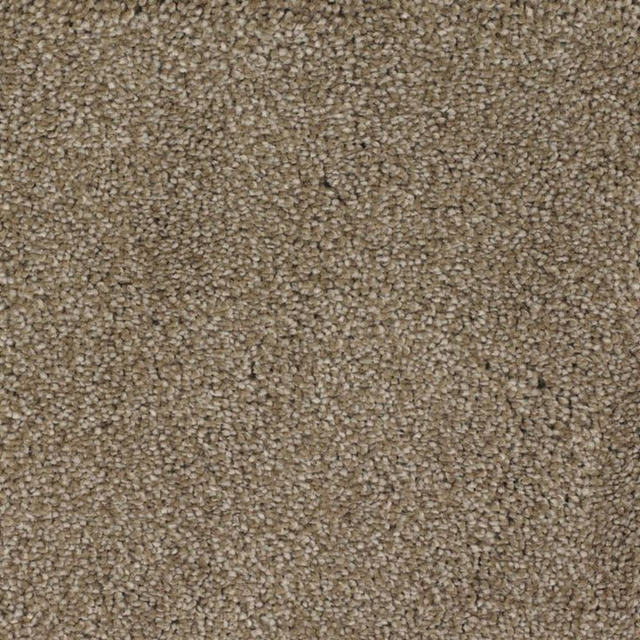 STAINMASTER Signature Shafer Valley Donner Textured Carpet (Indoor)