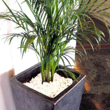 Mosser Lee 5 lb. Marble Nuggets Jar - Super Arbor