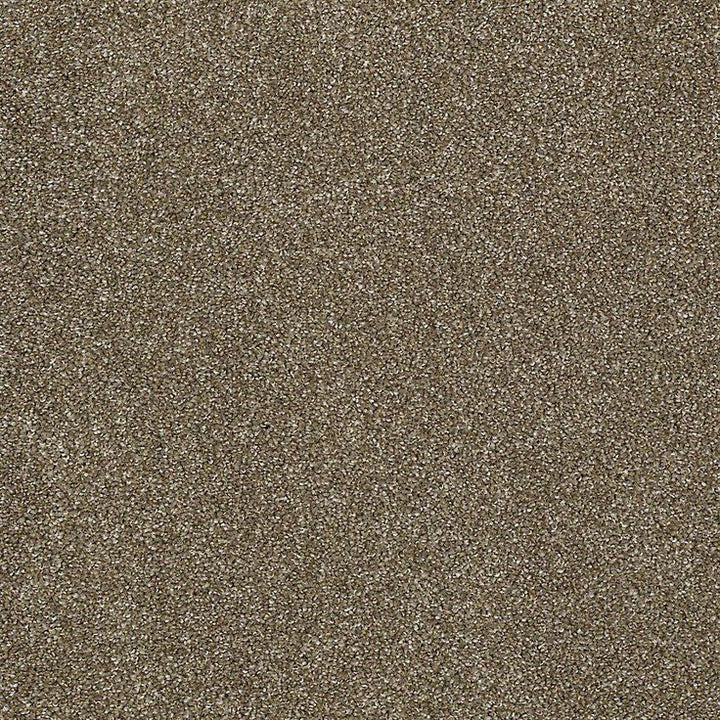 STAINMASTER PetProtect Baxter IV Dachshund Textured Carpet (Indoor)