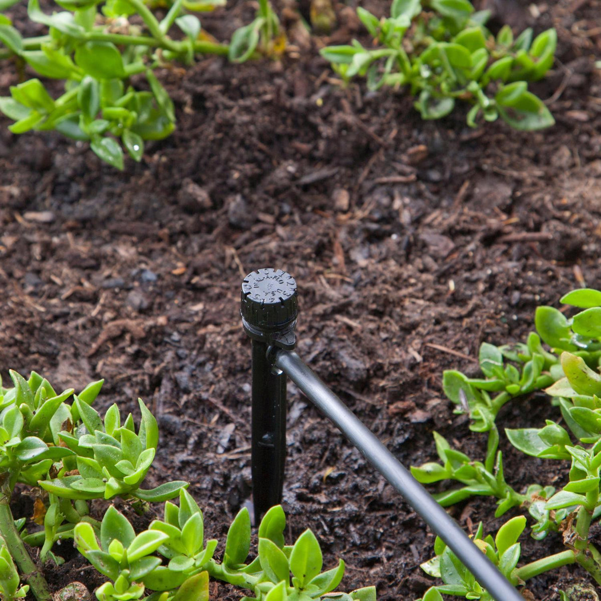 Raindrip Full-Circle Drip Irrigation Bubbler, 13 GPH Adjustable, on Stake