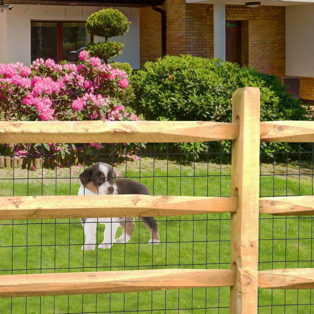 Angel Sar 24 in. x 50 ft. 16-Gauge Black PVC Poultry Netting, Coated Welded Wire Fence for Yard Vegetable Plant Protection