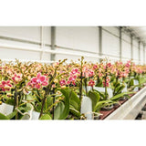 20 in. 175-Watt Integrated Full Spectrum LED Non-Dimmable Indoor High Bay Plant Grow Light Fixture, Daylight (2-Pack)