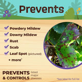 Bonide Captain Jack's Neem Oil Organic Liquid Concentrate Fungicide, Insecticide & Miticide, 16 oz