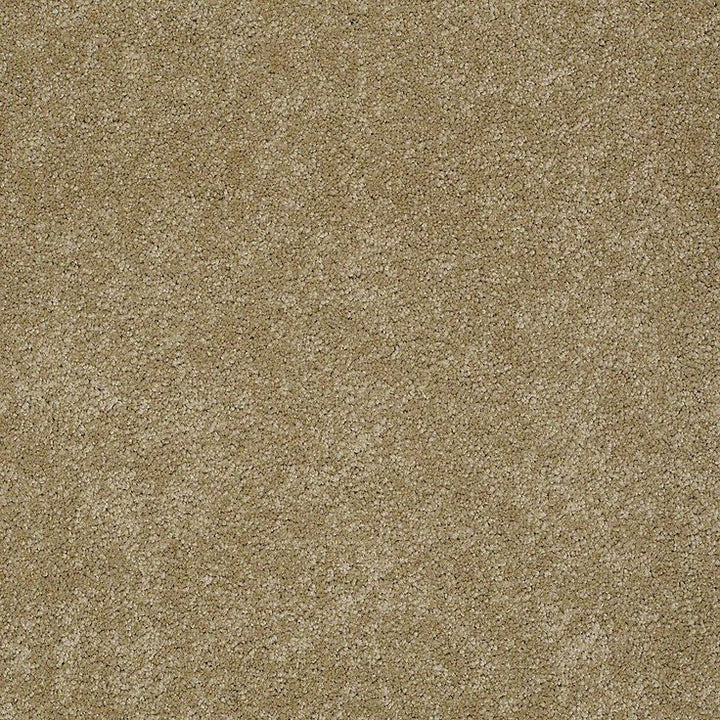 STAINMASTER PetProtect Baxter I Molly Textured Carpet (Indoor)