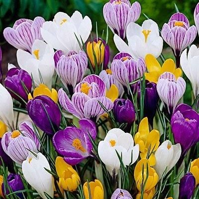 Jumbo Large Crocus Mix 40 Bulbs