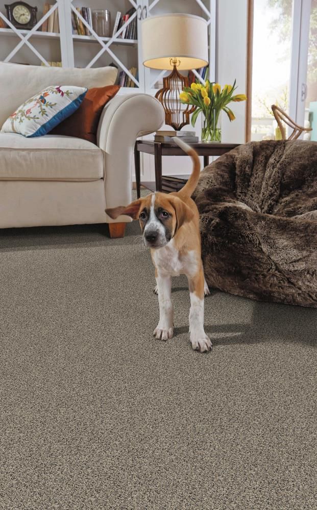 STAINMASTER PetProtect Concord Mystical Charm Textured Carpet (Indoor)